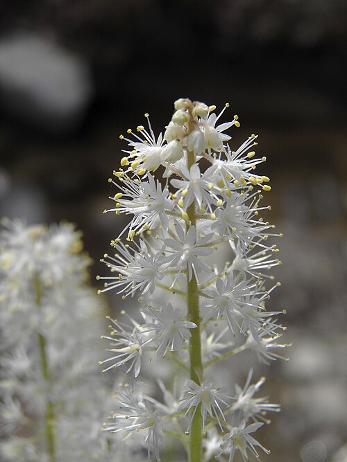 Mistflower (Tiarella cordifolia)
