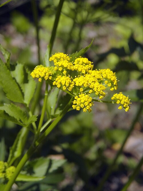 Golden Alexanders (Zizia aurea)