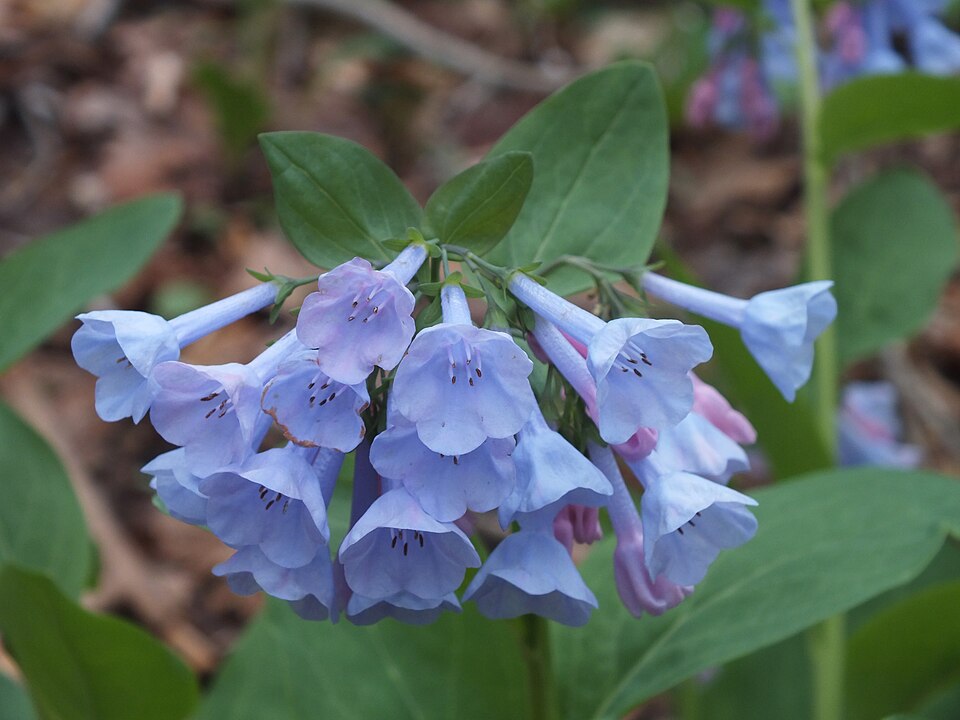 Virginia Bluebells (Mertensia virginica)