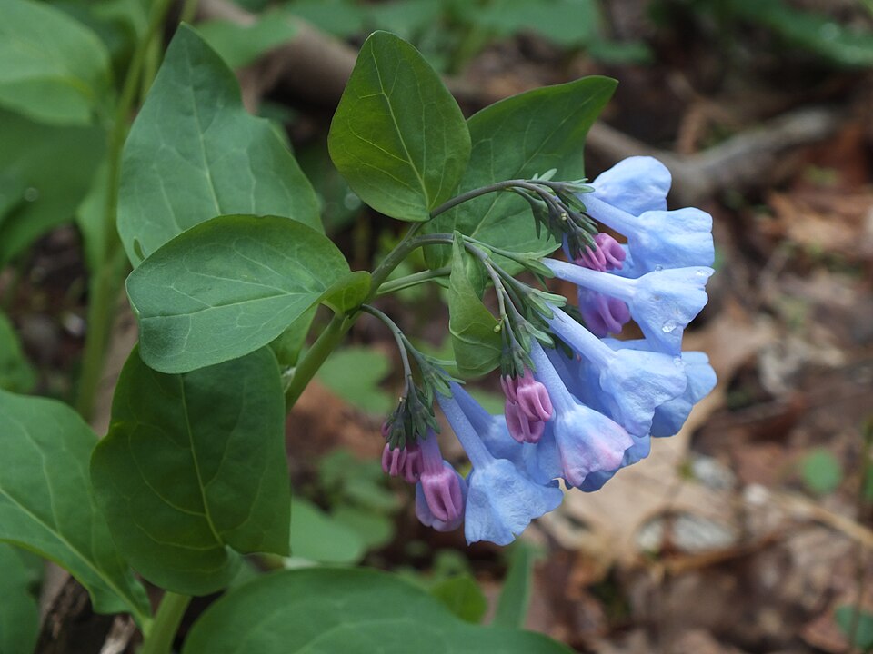 Virginia Bluebells (Mertensia virginica)