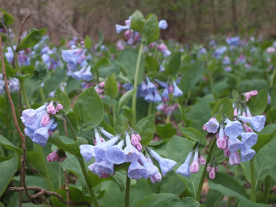 Virginia Bluebells (Mertensia virginica)