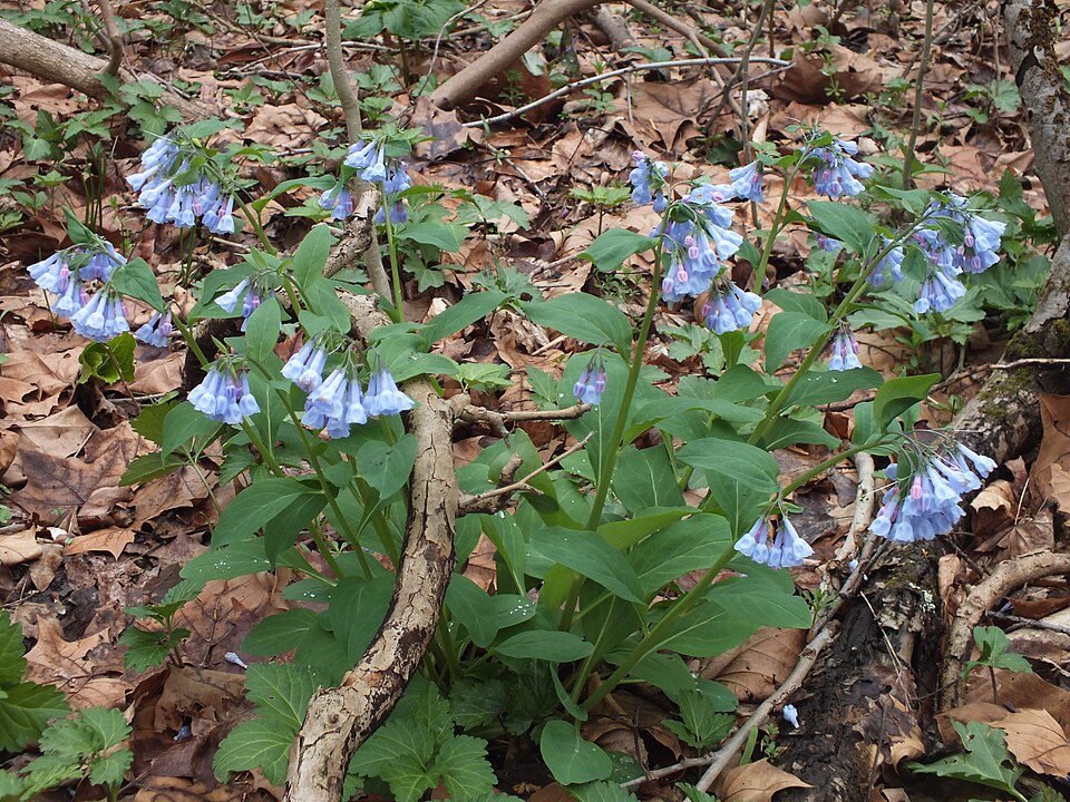 Virginia Bluebells (Mertensia virginica)