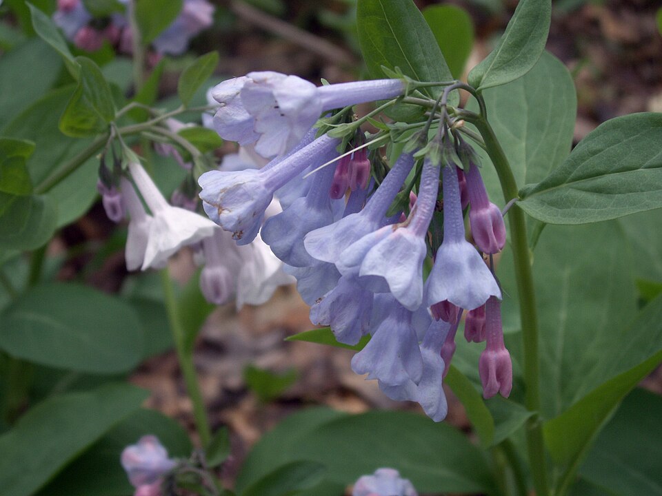 Virginia Bluebells (Mertensia virginica)