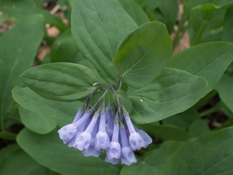Virginia Bluebells (Mertensia virginica)