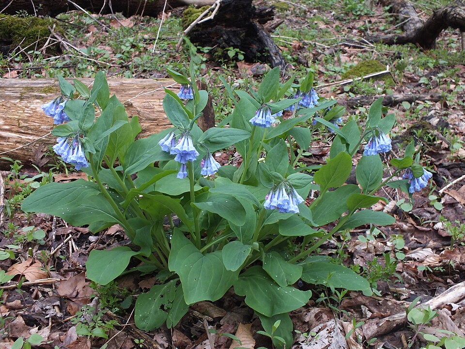 Virginia Bluebells (Mertensia virginica)