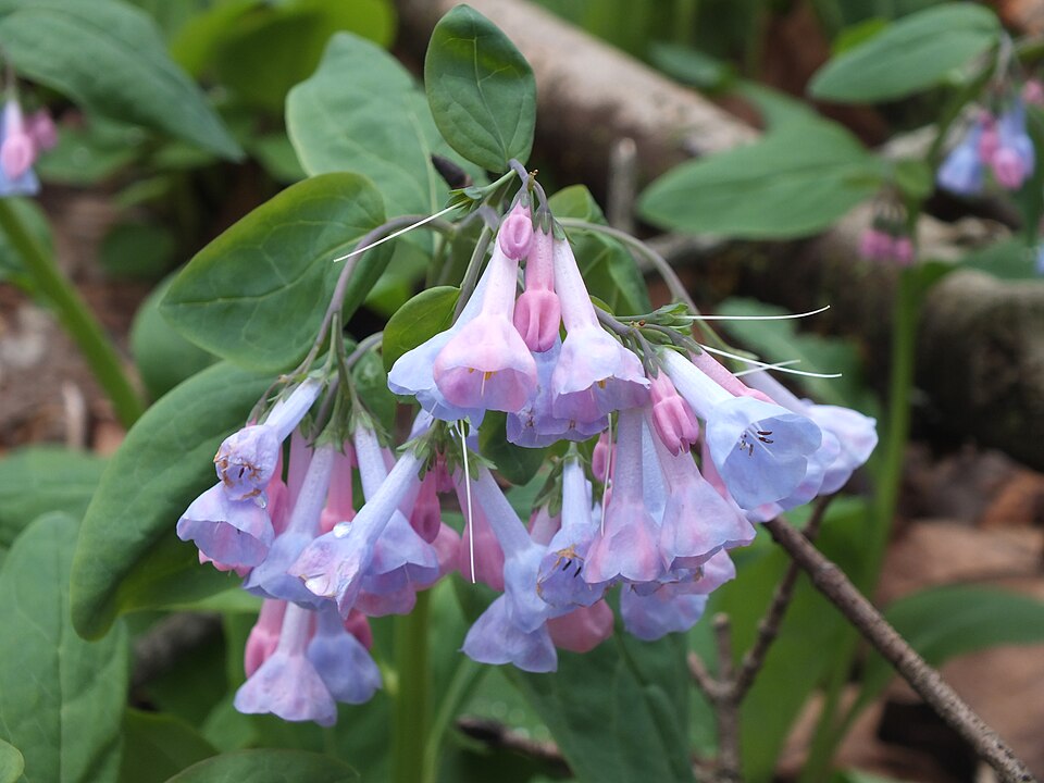 Virginia Bluebells (Mertensia virginica)