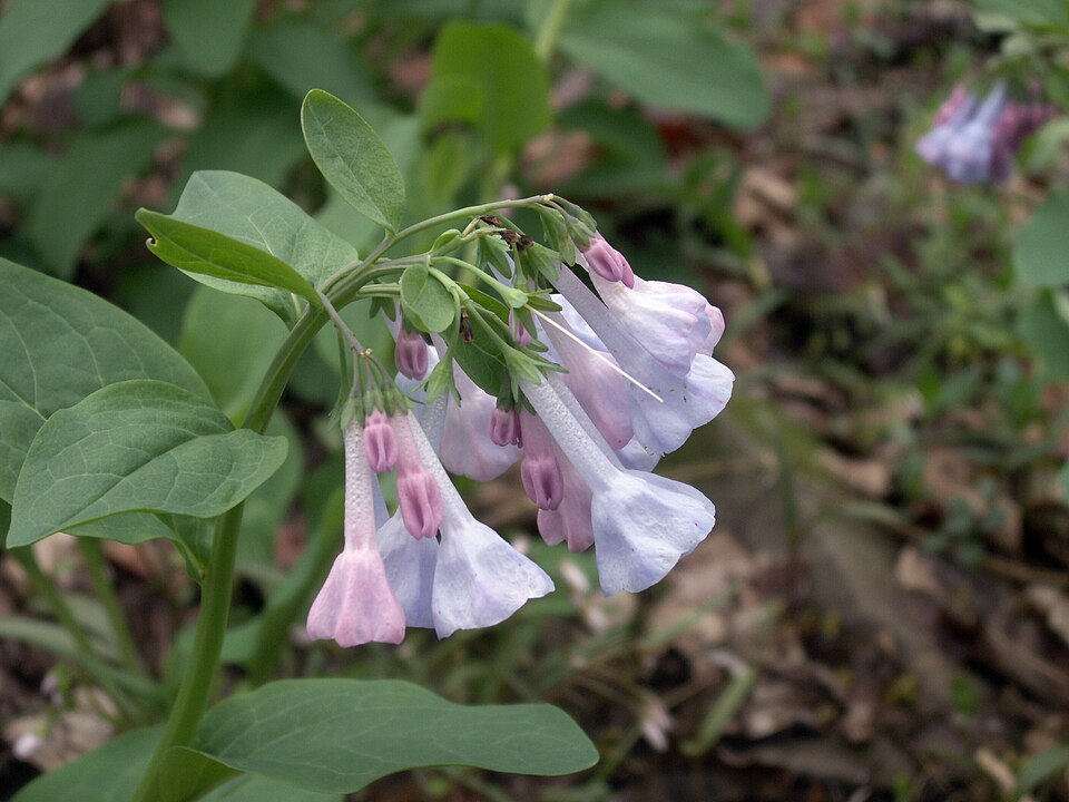 Virginia Bluebells (Mertensia virginica)