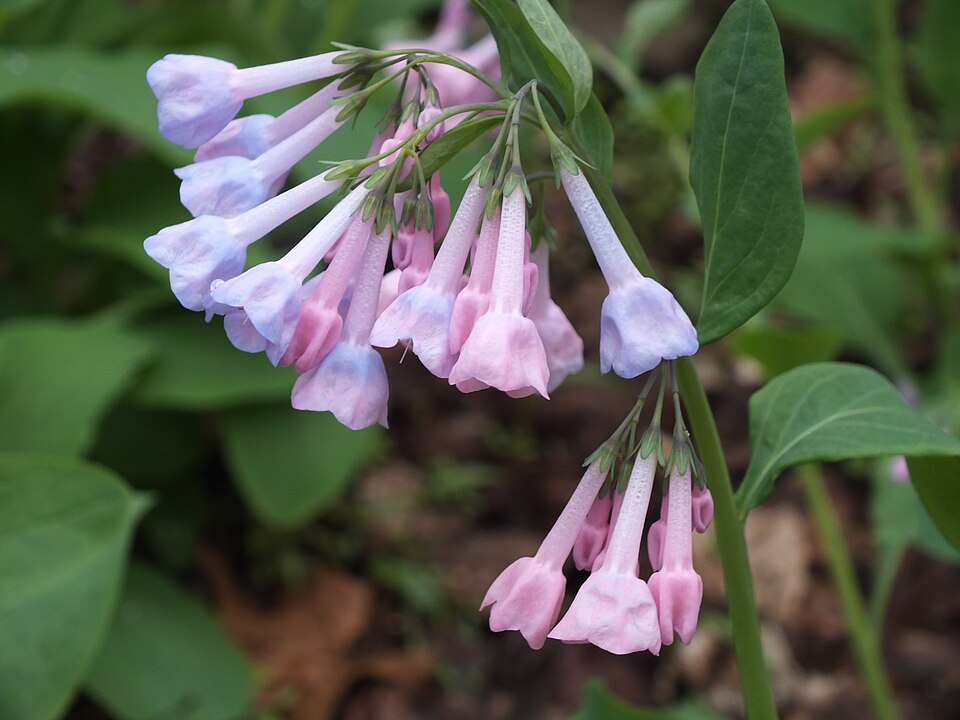 Virginia Bluebells (Mertensia virginica)
