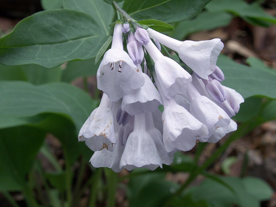Virginia Bluebells (Mertensia virginica)