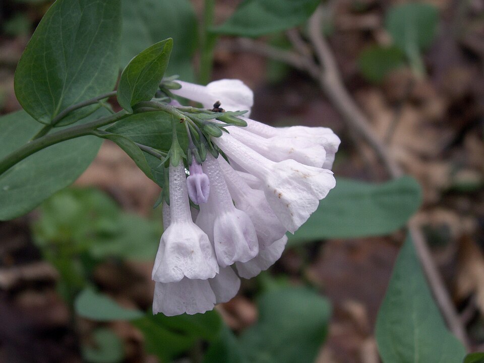 Virginia Bluebells (Mertensia virginica)