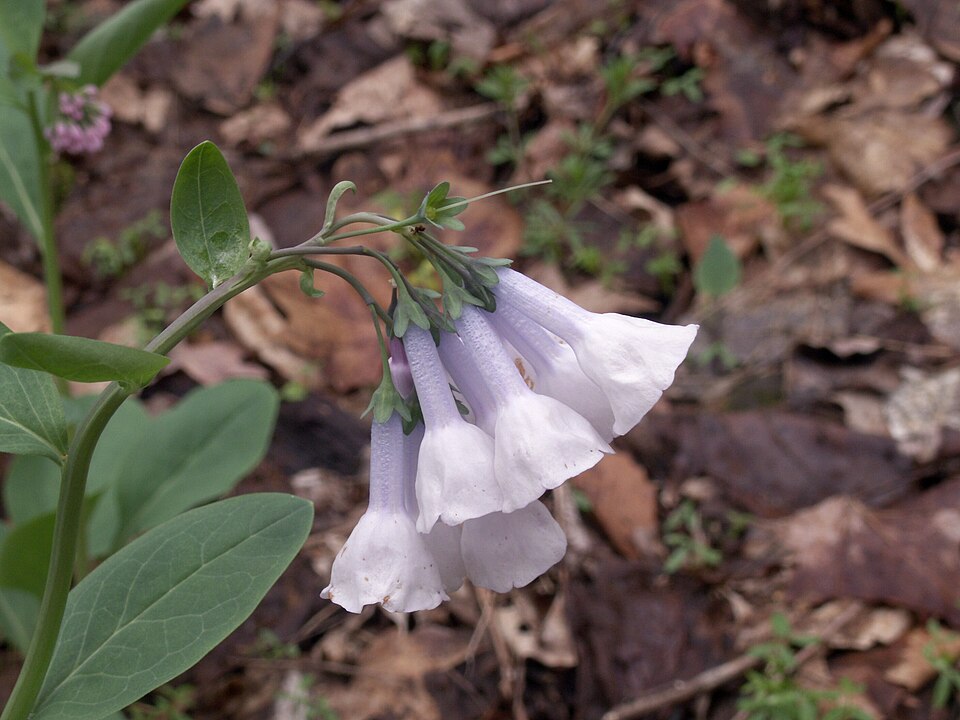 Virginia Bluebells (Mertensia virginica)