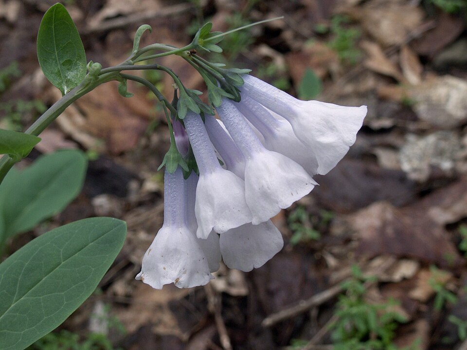 Virginia Bluebells (Mertensia virginica)
