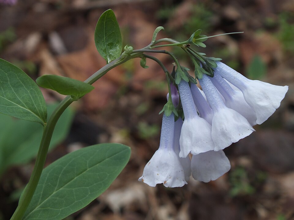 Virginia Bluebells (Mertensia virginica)