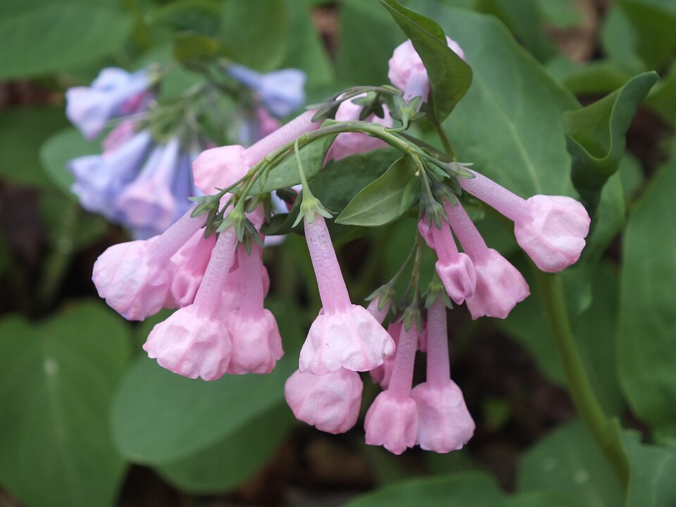 Virginia Bluebells (Mertensia virginica)