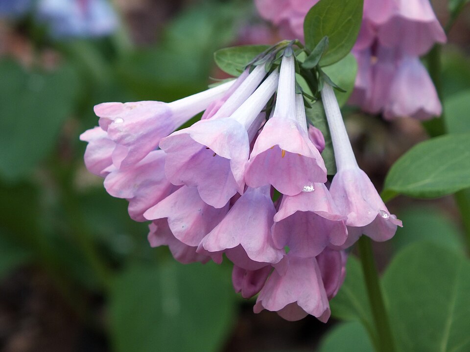 Virginia Bluebells (Mertensia virginica) in pink