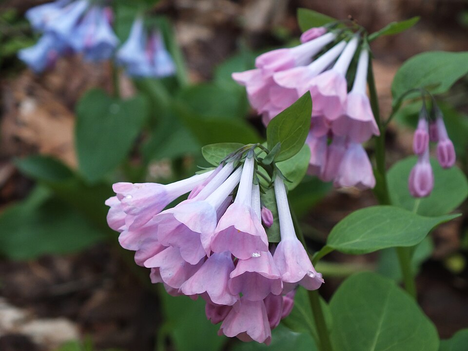 Virginia Bluebells (Mertensia virginica)