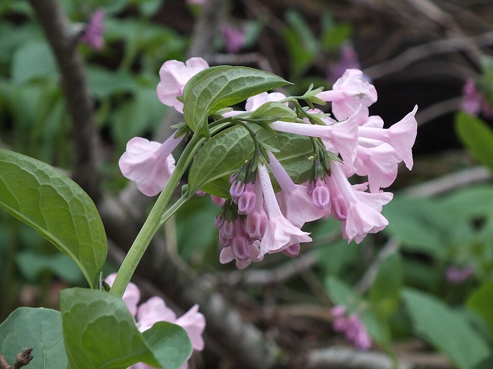 Virginia Bluebells (Mertensia virginica)