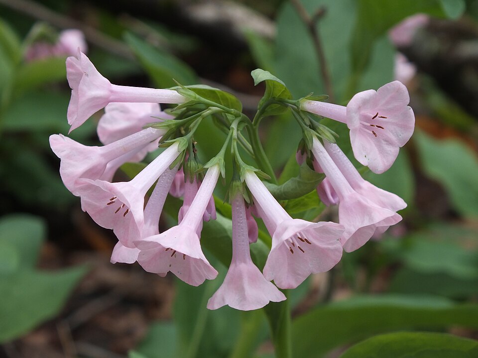Virginia Bluebells (Mertensia virginica)