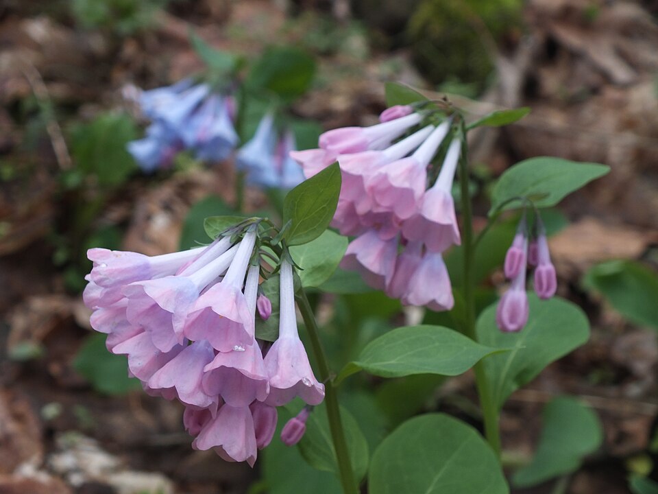 Virginia Bluebells (Mertensia virginica)