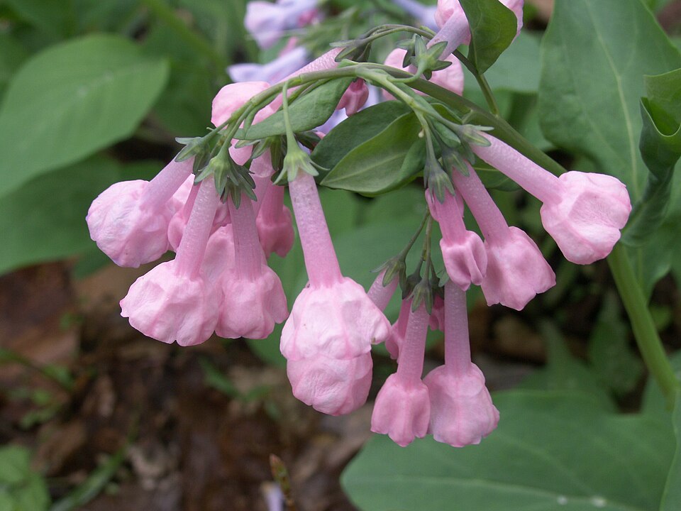 Virginia Bluebells (Mertensia virginica)