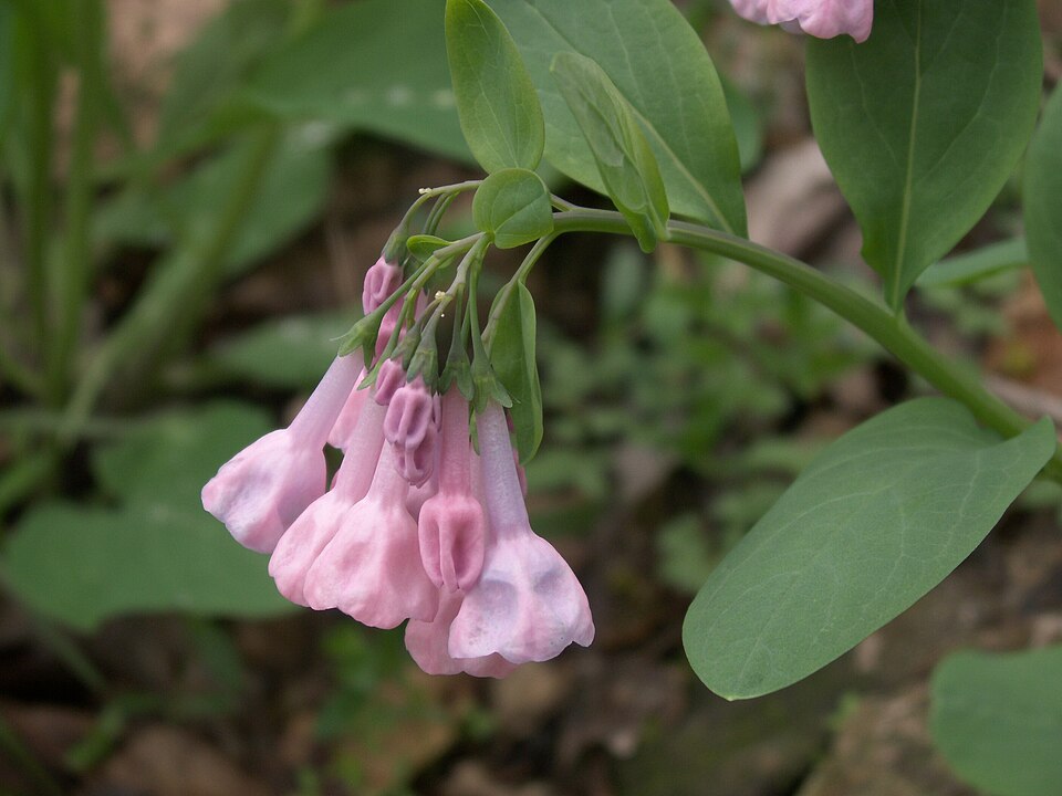 Virginia Bluebells (Mertensia virginica)