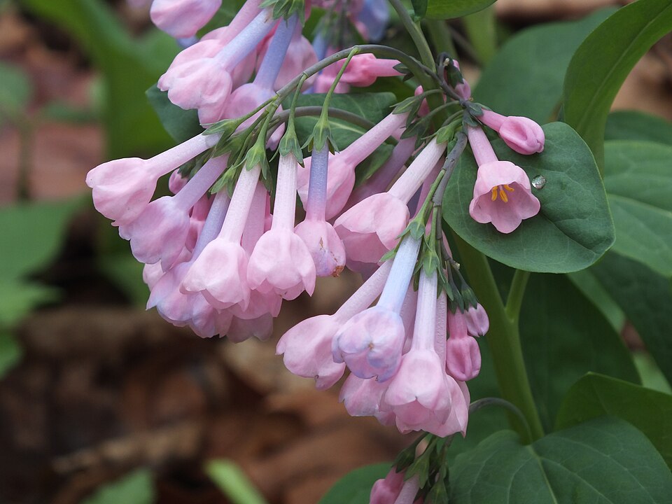 Virginia Bluebells (Mertensia virginica)