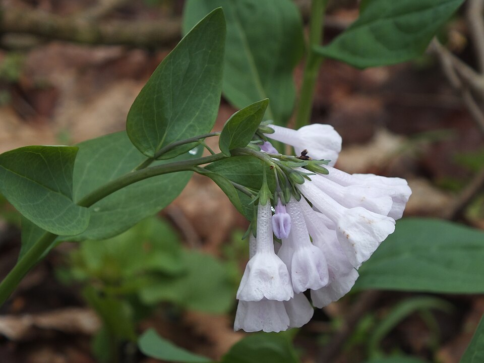 Virginia Bluebells (Mertensia virginica)