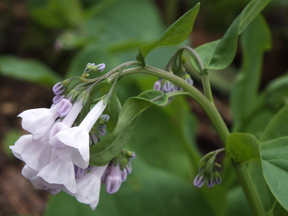 Virginia Bluebells (Mertensia virginica)