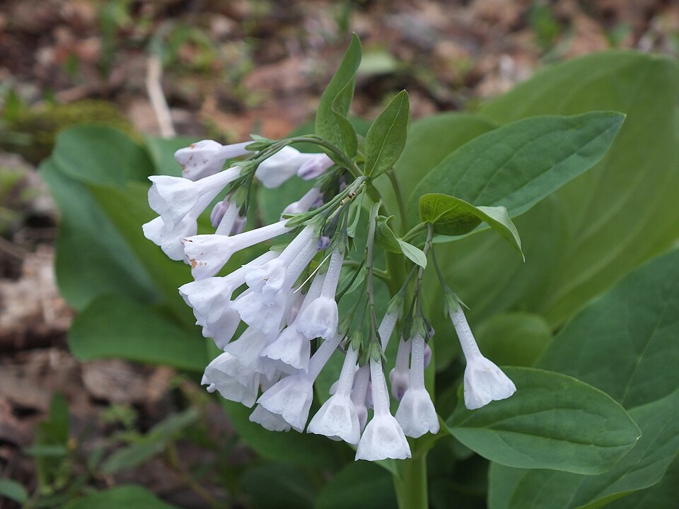 Virginia Bluebells (Mertensia virginica)