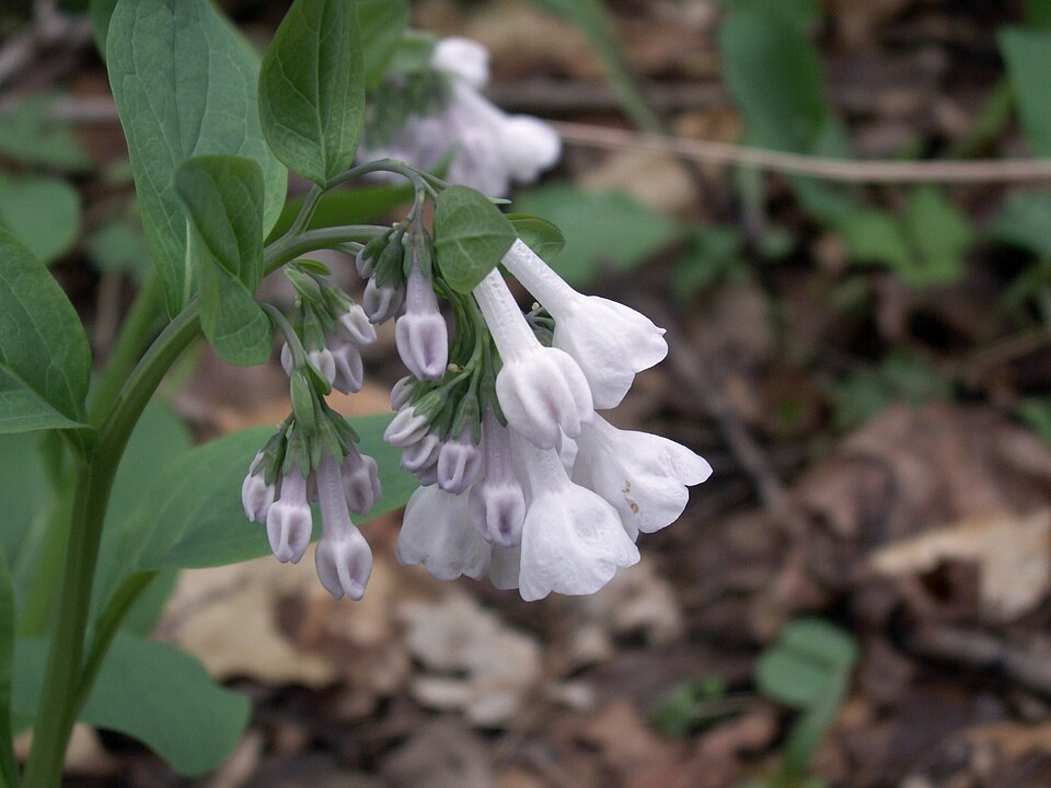 Virginia Bluebells (Mertensia virginica)