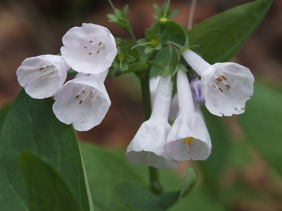 Virginia Bluebells (Mertensia virginica) in white