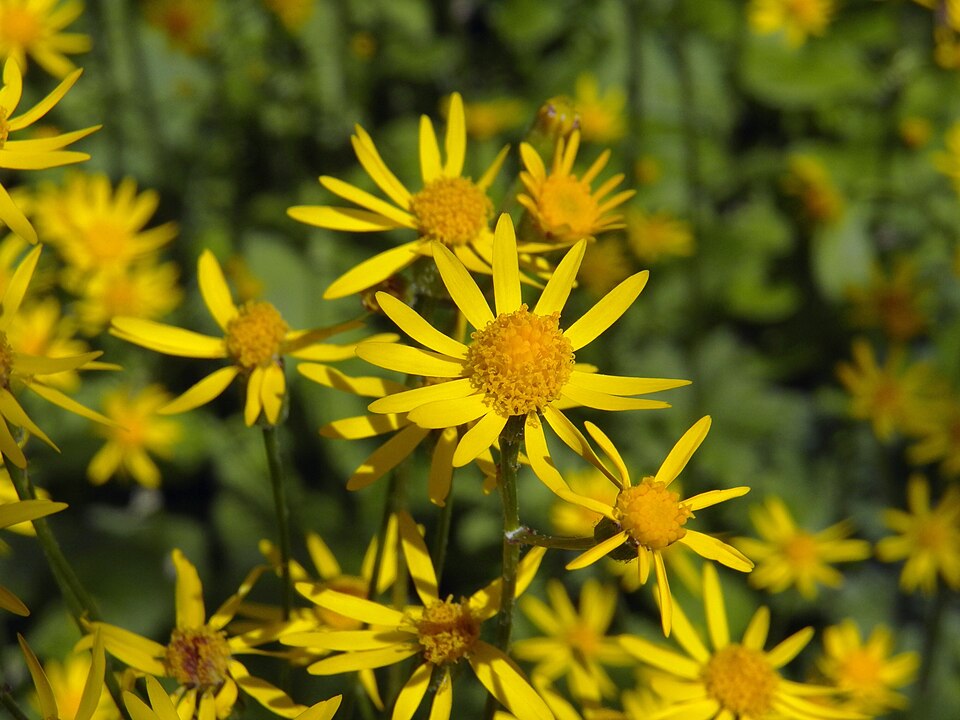 Golden ragwort (Packera aurea)