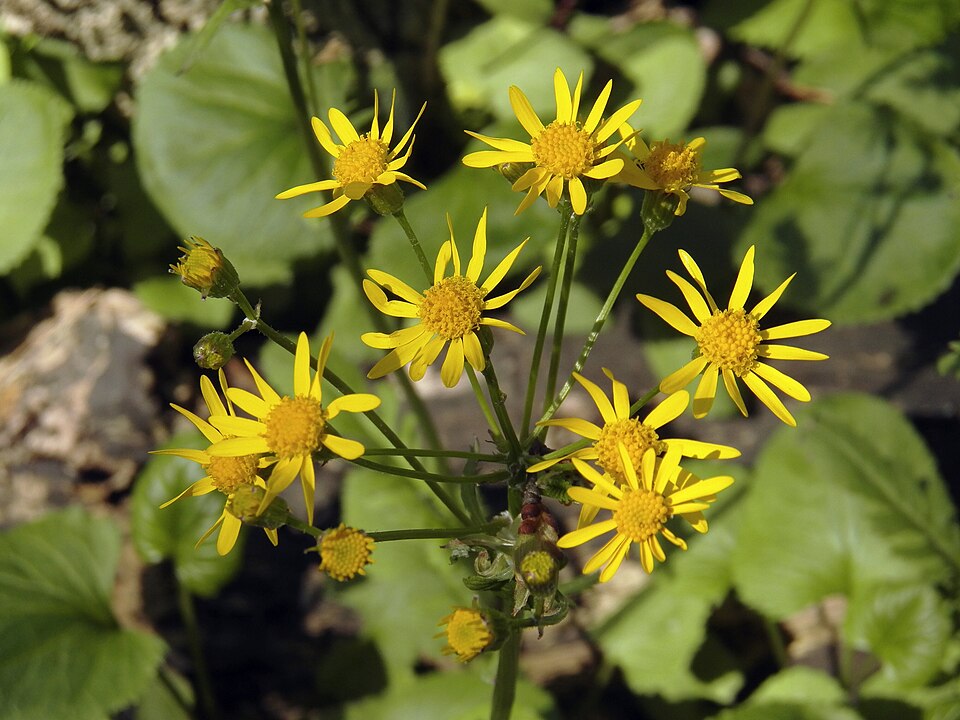 Golden ragwort (Packera aurea)
