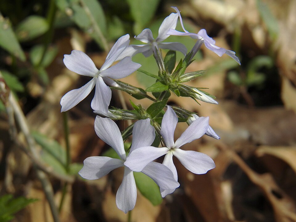 Woodland Phlox or Blue Phlox (Phlox divaricata)