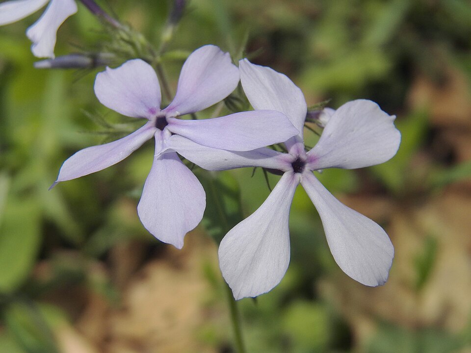 Woodland Phlox or Blue Phlox (Phlox divaricata)