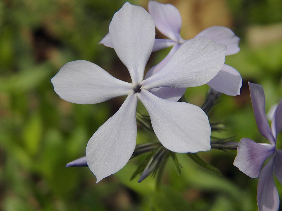 Woodland Phlox or Blue Phlox (Phlox divaricata)