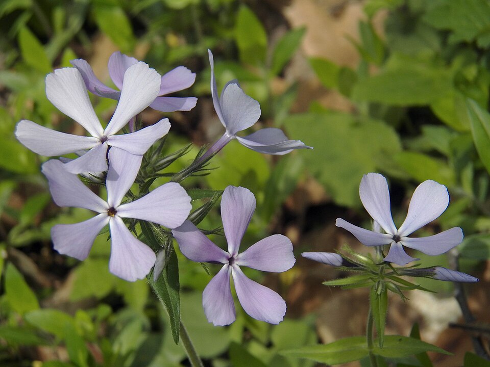 Woodland Phlox or Blue Phlox (Phlox divaricata)