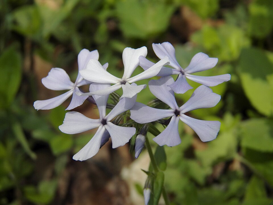 Woodland Phlox or Blue Phlox (Phlox divaricata)