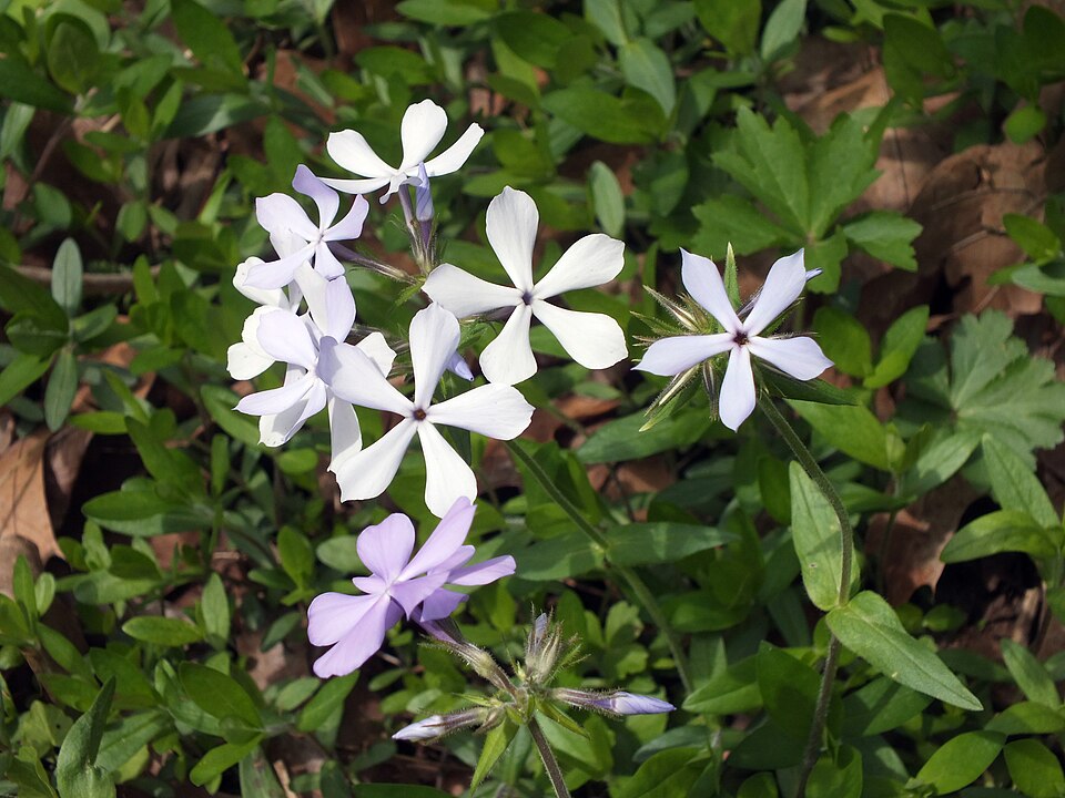Woodland Phlox or Blue Phlox (Phlox divaricata)