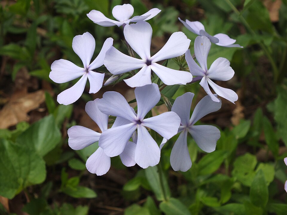 Woodland Phlox or Blue Phlox (Phlox divaricata)