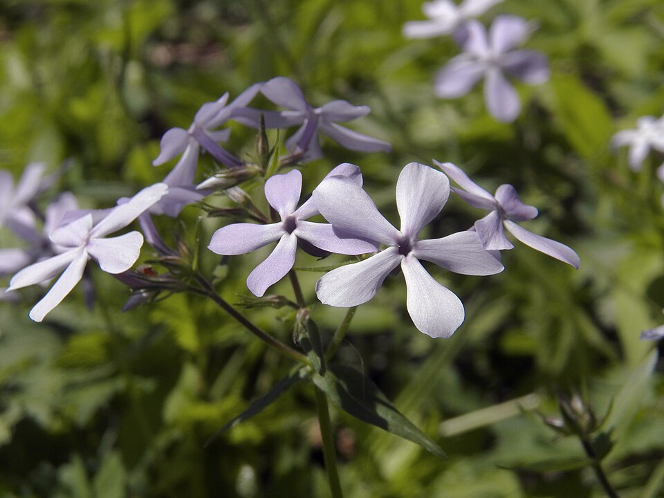 Woodland Phlox or Blue Phlox (Phlox divaricata)