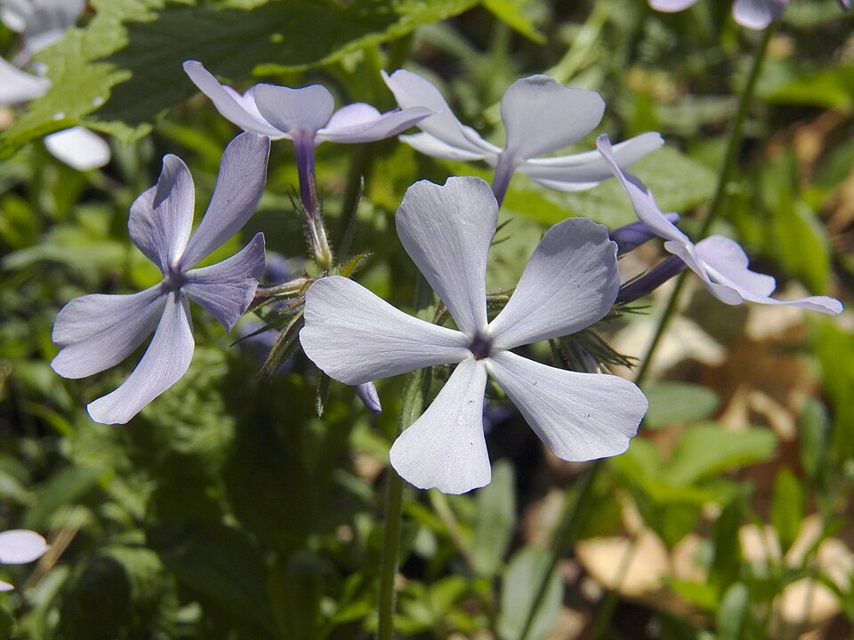 Woodland Phlox or Blue Phlox (Phlox divaricata)