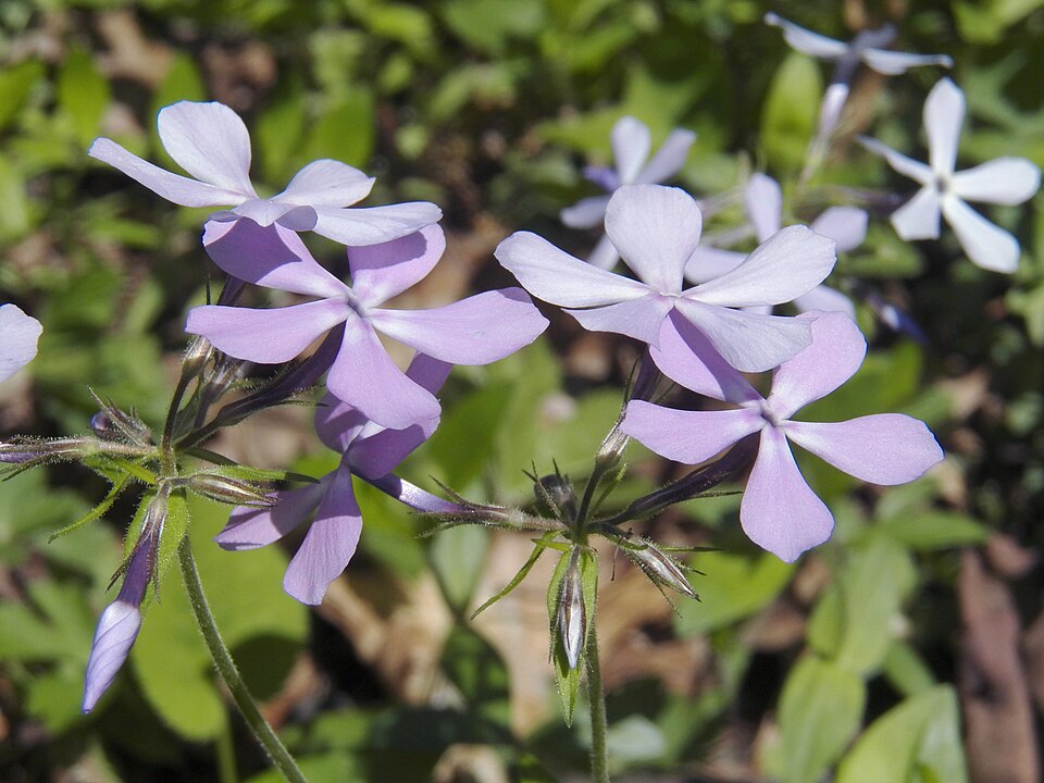 Woodland Phlox or Blue Phlox (Phlox divaricata)