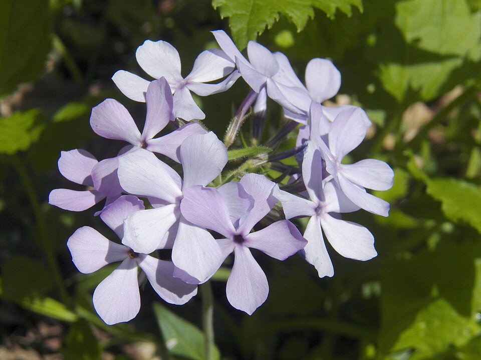 Woodland Phlox or Blue Phlox (Phlox divaricata)