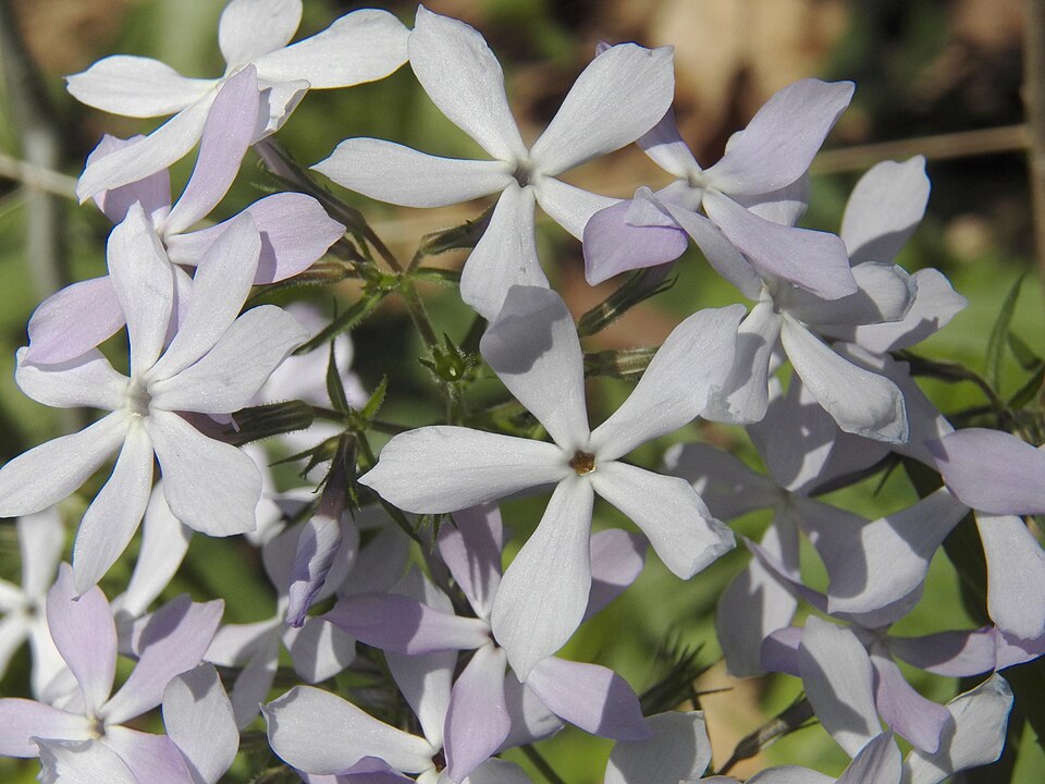 Woodland Phlox or Blue Phlox (Phlox divaricata)