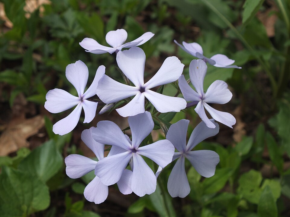 Woodland Phlox or Blue Phlox (Phlox divaricata)