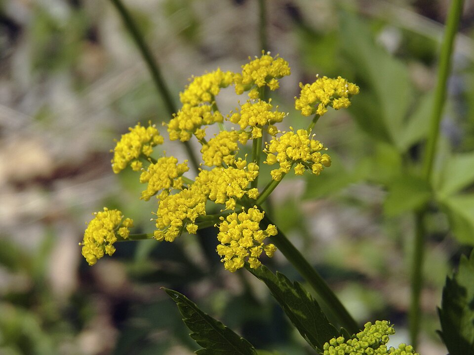 Golden Alexanders (Zizia aurea)