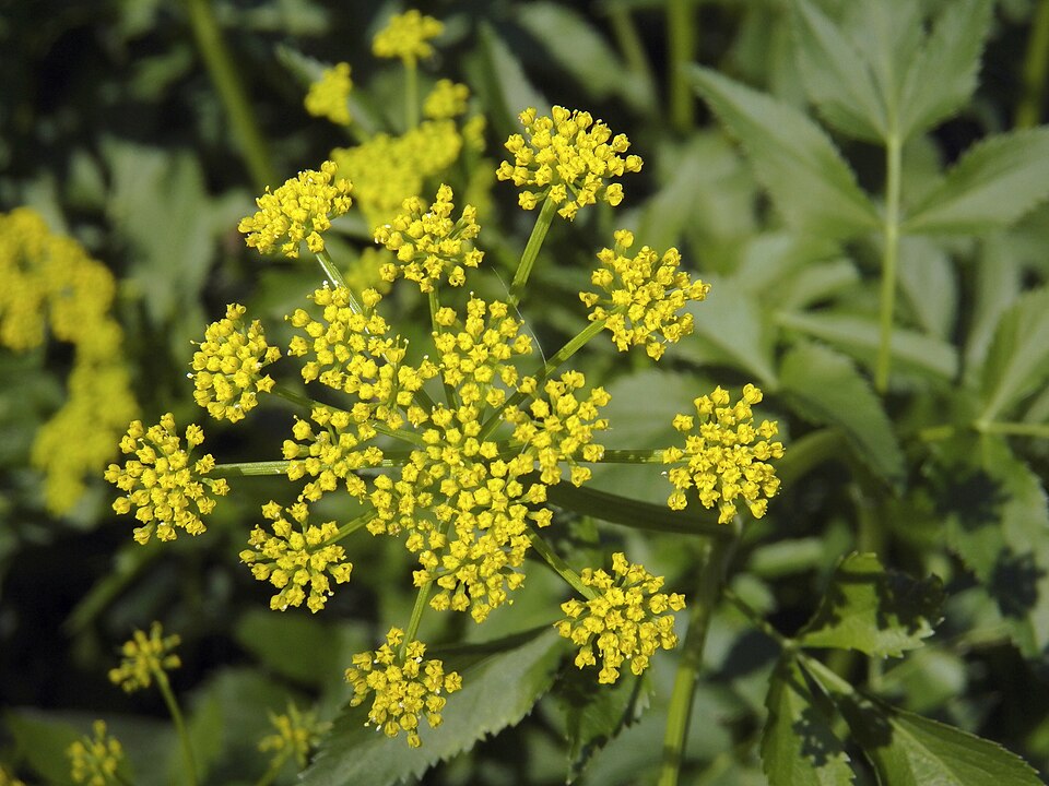 Golden Alexanders (Zizia aurea)