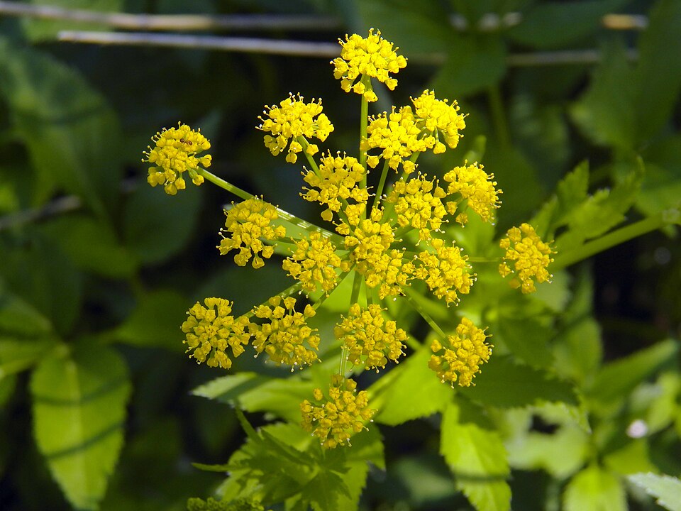 Golden Alexanders (Zizia aurea)