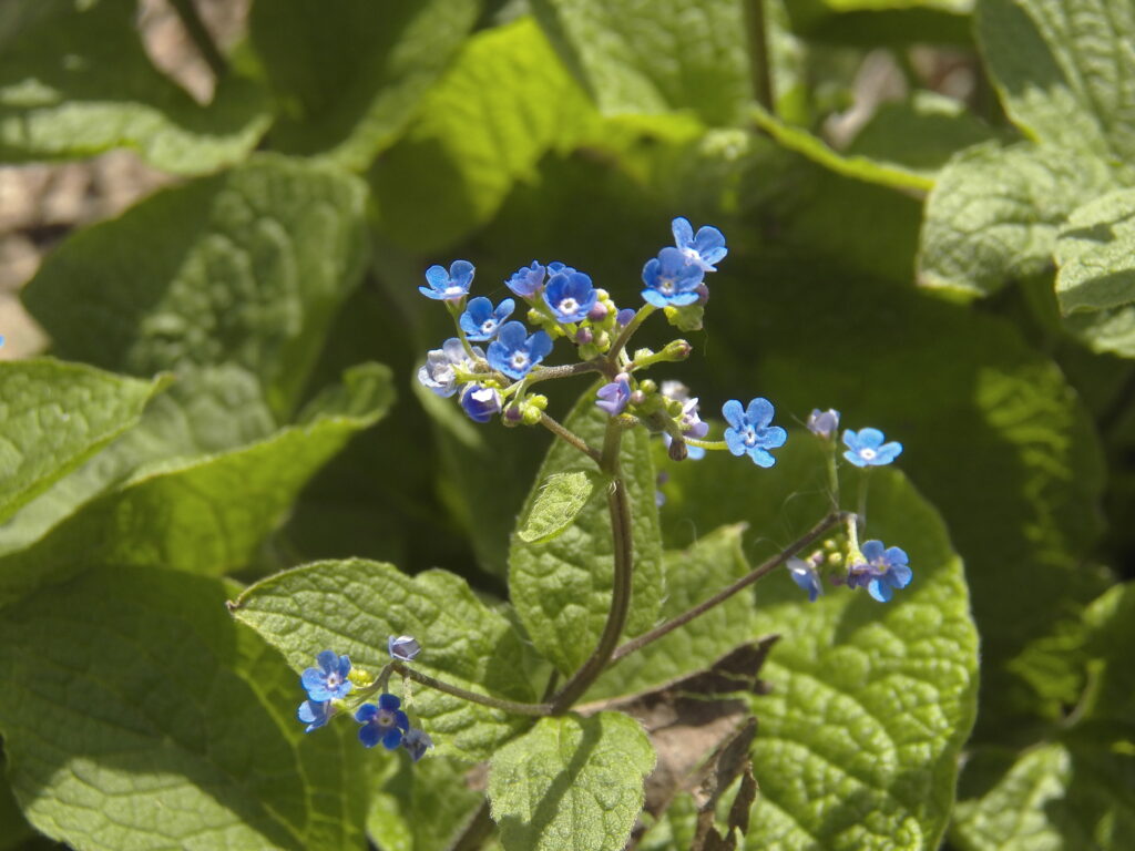 Siberian Bugloss (Brunnera macrophylla) blooming in Bird Park, Mount Lebanon, Pennsylvania